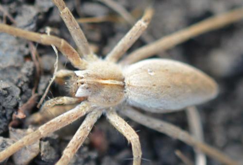 Réf. 321 970 : Pisaura mirabilis